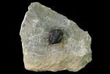 Detailed Gerastos Trilobite Fossil - Morocco #152806-2